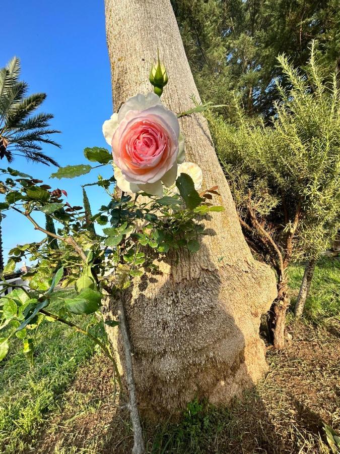 La Finestra Sul Limone Bed & Breakfast Castelvetrano Екстериор снимка