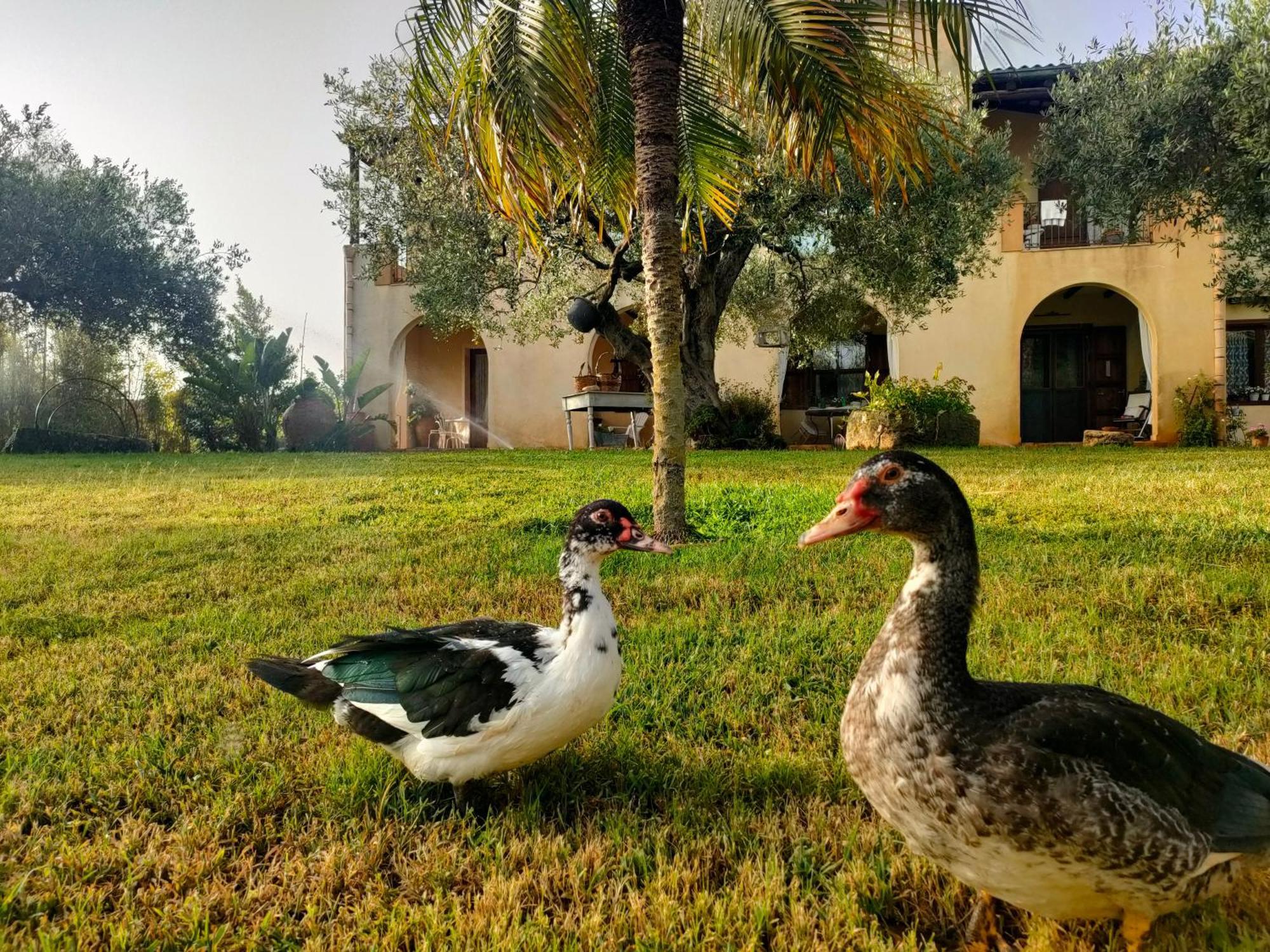 La Finestra Sul Limone Bed & Breakfast Castelvetrano Екстериор снимка